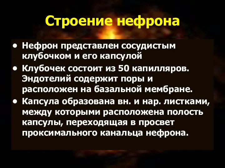 09/02/2023 Строение нефрона Нефрон представлен сосудистым клубочком и его капсулой Клубочек