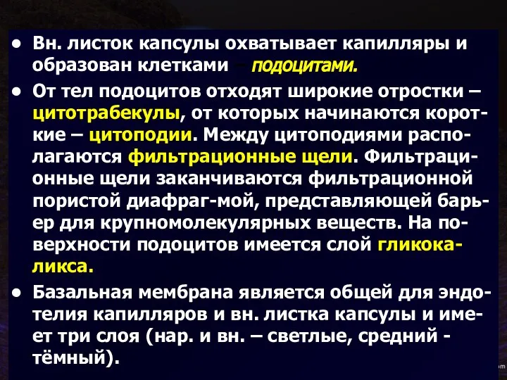 Вн. листок капсулы охватывает капилляры и образован клетками – подоцитами. От