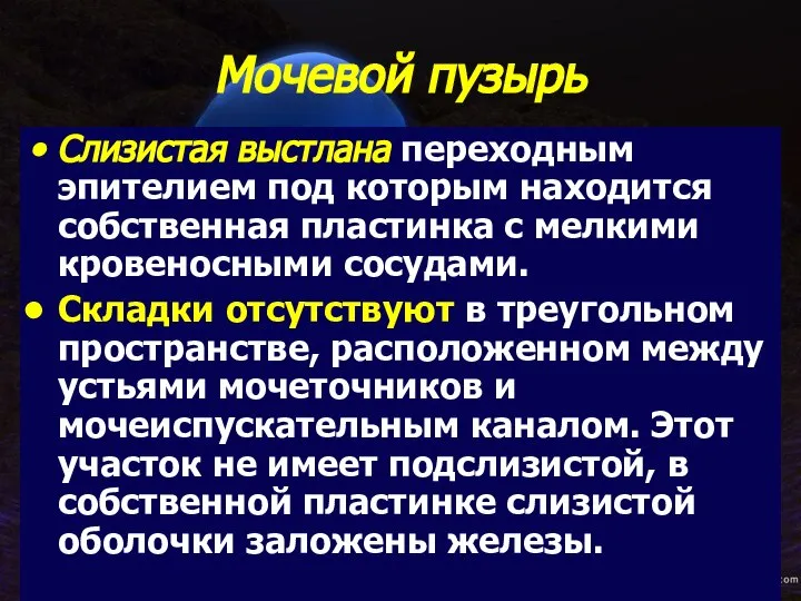 Мочевой пузырь Слизистая выстлана переходным эпителием под которым находится собственная пластинка