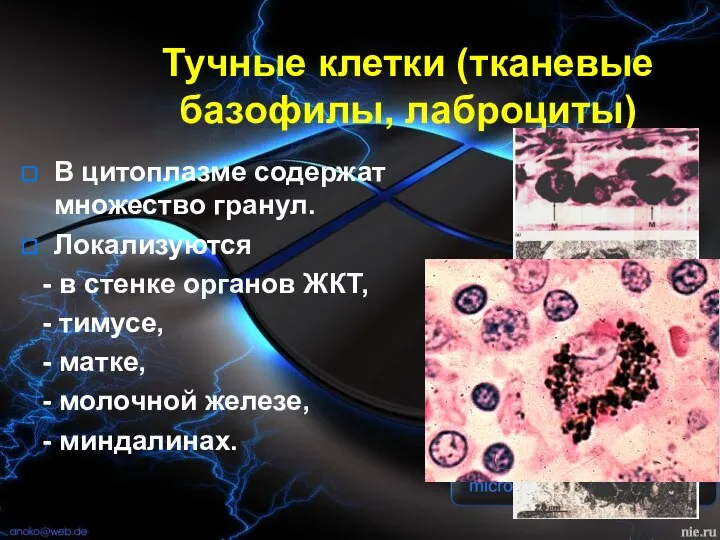 Тучные клетки (тканевые базофилы, лаброциты) В цитоплазме содержат множество гранул. Локализуются
