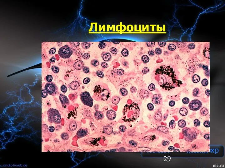 Лимфоциты