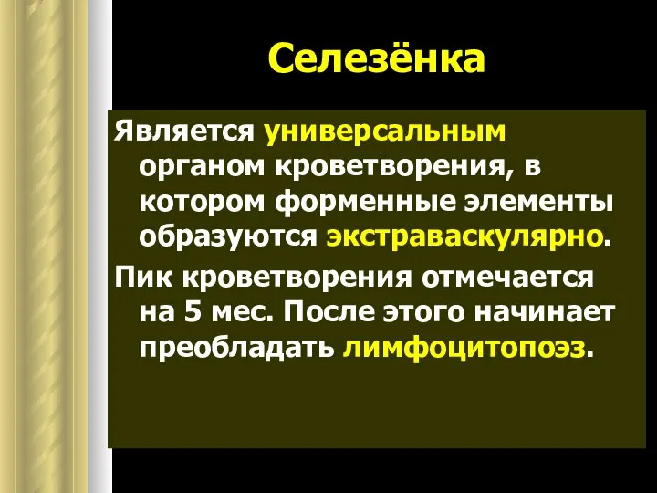 Селезёнка Является универсальным органом кроветворения, в котором форменные элементы образуются экстраваскулярно.