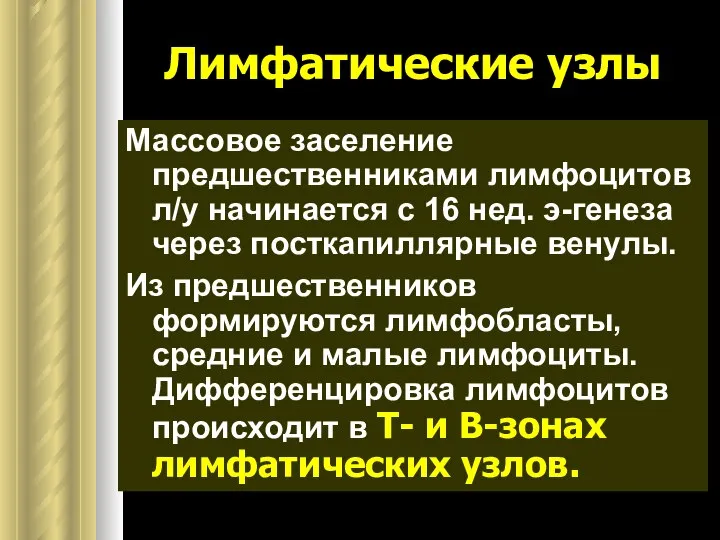 Лимфатические узлы Массовое заселение предшественниками лимфоцитов л/у начинается с 16 нед.