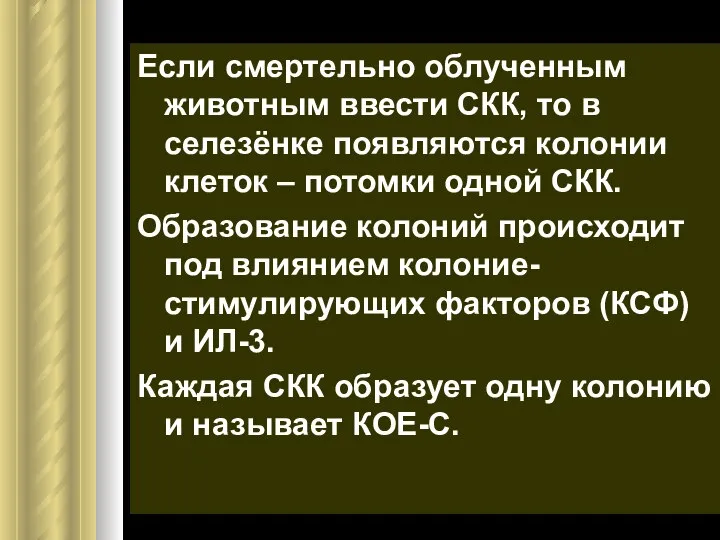 Если смертельно облученным животным ввести СКК, то в селезёнке появляются колонии