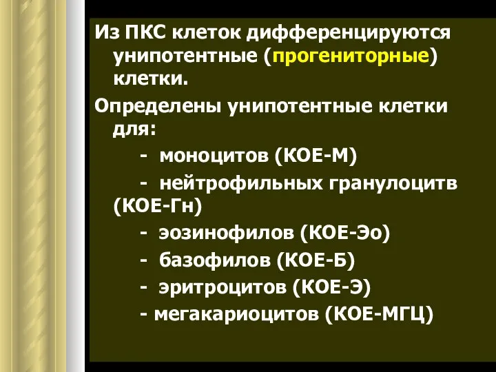 Из ПКС клеток дифференцируются унипотентные (прогениторные) клетки. Определены унипотентные клетки для: