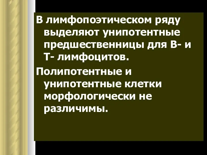 В лимфопоэтическом ряду выделяют унипотентные предшественницы для В- и Т- лимфоцитов.