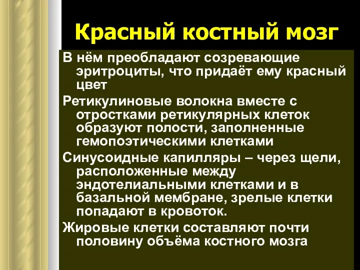 Красный костный мозг В нём преобладают созревающие эритроциты, что придаёт ему