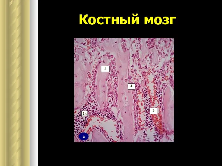 Костный мозг