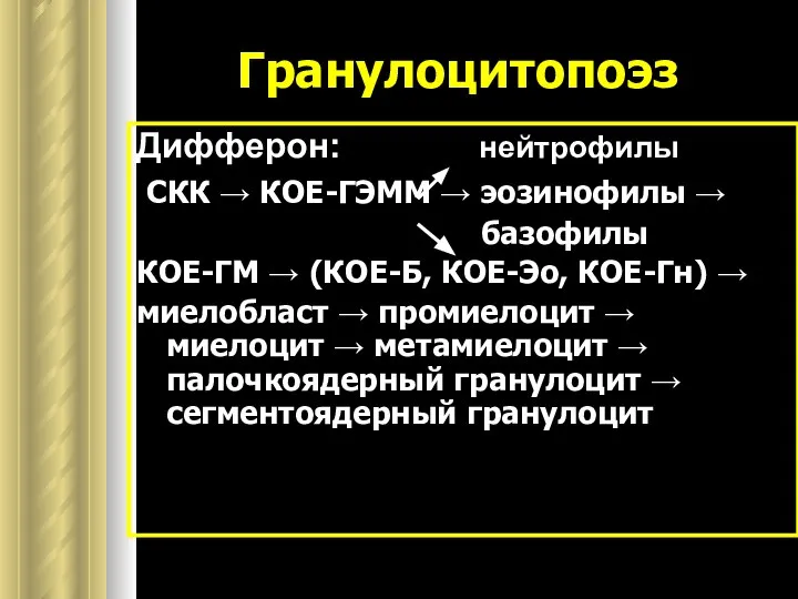 Гранулоцитопоэз Дифферон: нейтрофилы СКК → КОЕ-ГЭММ → эозинофилы → базофилы КОЕ-ГМ