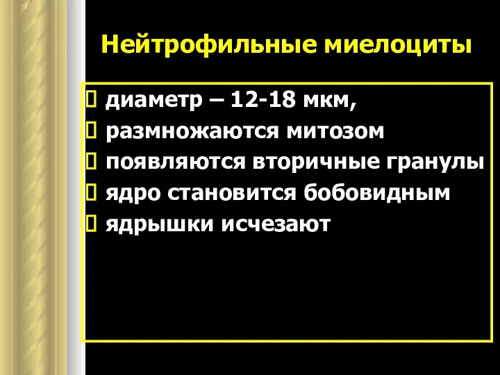 Нейтрофильные миелоциты диаметр – 12-18 мкм, размножаются митозом появляются вторичные гранулы ядро становится бобовидным ядрышки исчезают