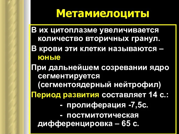 Метамиелоциты В их цитоплазме увеличивается количество вторичных гранул. В крови эти