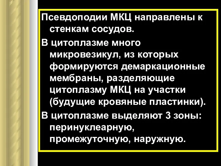 Псевдоподии МКЦ направлены к стенкам сосудов. В цитоплазме много микровезикул, из