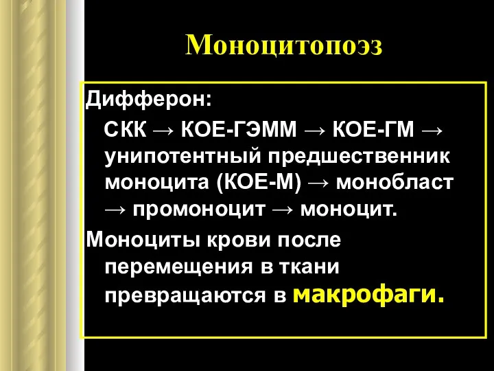 Моноцитопоэз Дифферон: СКК → КОЕ-ГЭММ → КОЕ-ГМ → унипотентный предшественник моноцита