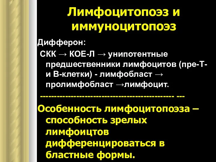 Лимфоцитопоэз и иммуноцитопоэз Дифферон: СКК → КОЕ-Л → унипотентные предшественники лимфоцитов