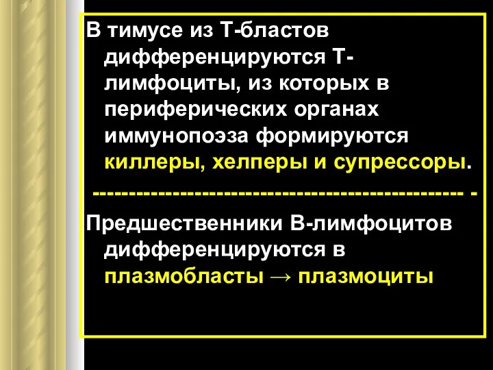 В тимусе из Т-бластов дифференцируются Т-лимфоциты, из которых в периферических органах