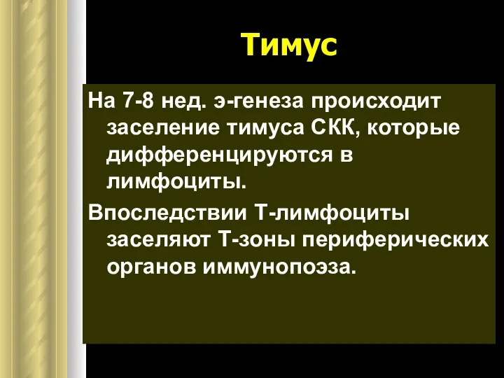 Тимус На 7-8 нед. э-генеза происходит заселение тимуса СКК, которые дифференцируются