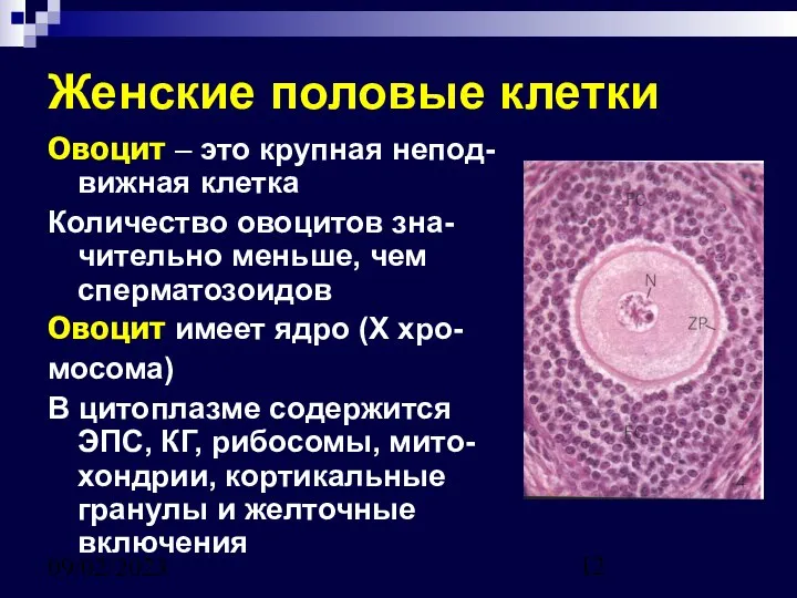 09/02/2023 Женские половые клетки Овоцит – это крупная непод-вижная клетка Количество