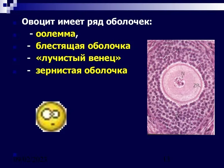 09/02/2023 Овоцит имеет ряд оболочек: - оолемма, - блестящая оболочка - «лучистый венец» - зернистая оболочка