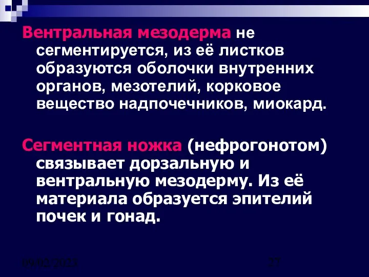 09/02/2023 Вентральная мезодерма не сегментируется, из её листков образуются оболочки внутренних