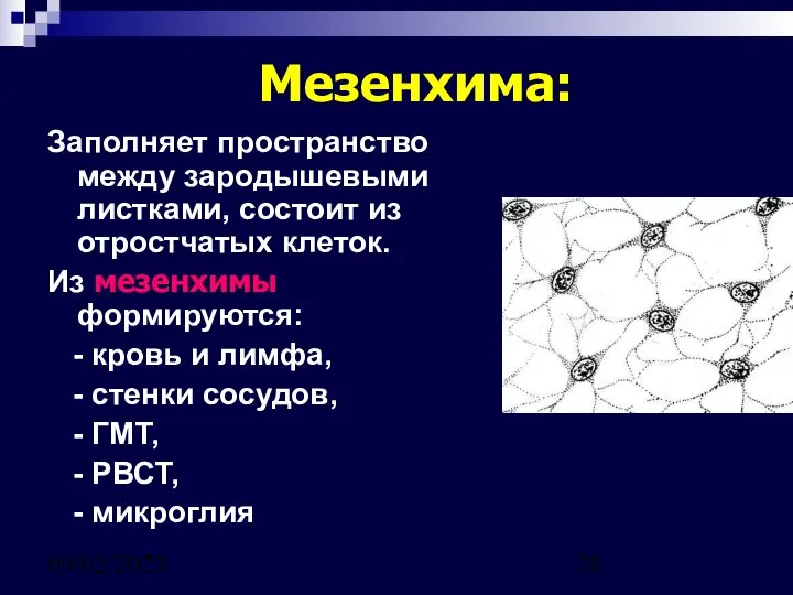 09/02/2023 Мезенхима: Заполняет пространство между зародышевыми листками, состоит из отростчатых клеток.