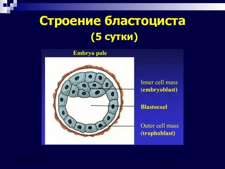 09/02/2023 Строение бластоциста (5 сутки)