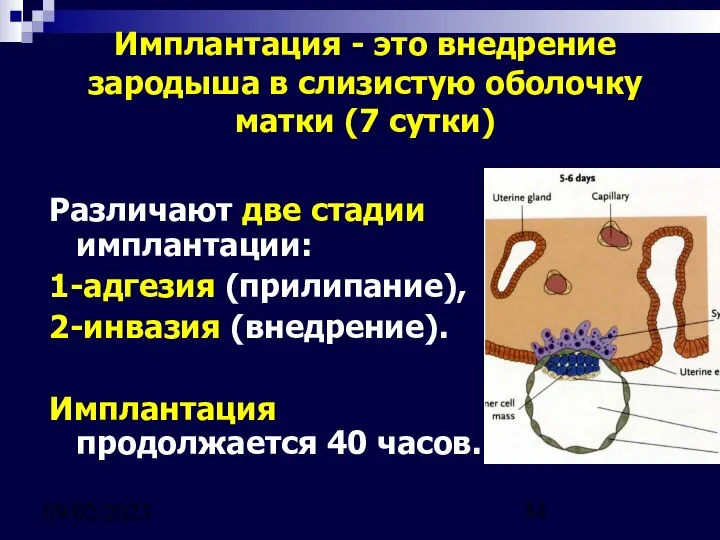 09/02/2023 Имплантация - это внедрение зародыша в слизистую оболочку матки (7