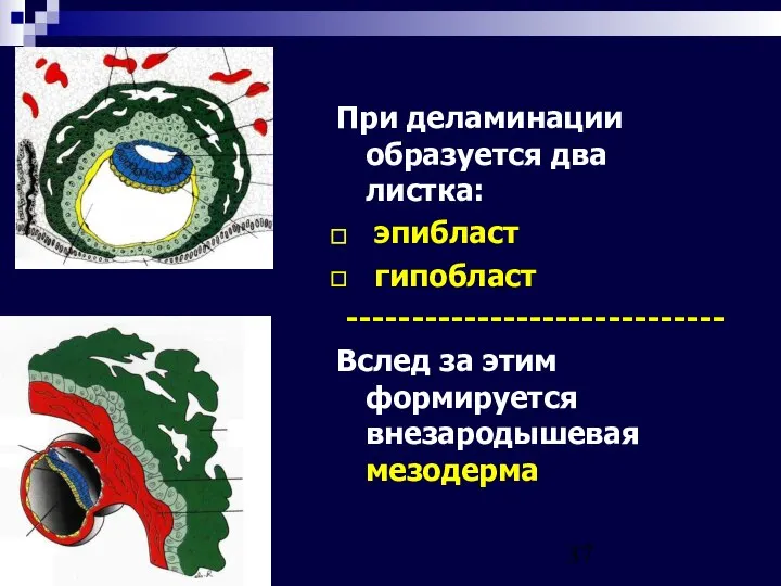 09/02/2023 При деламинации образуется два листка: эпибласт гипобласт ----------------------------- Вслед за этим формируется внезародышевая мезодерма