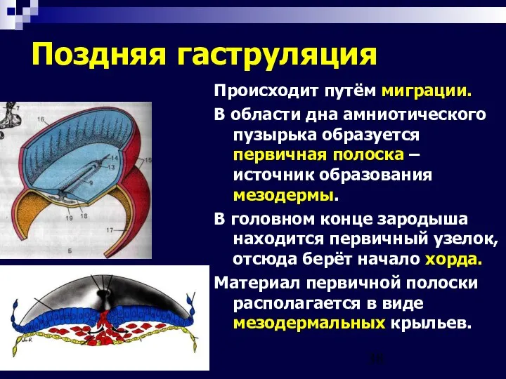 09/02/2023 Поздняя гаструляция Происходит путём миграции. В области дна амниотического пузырька