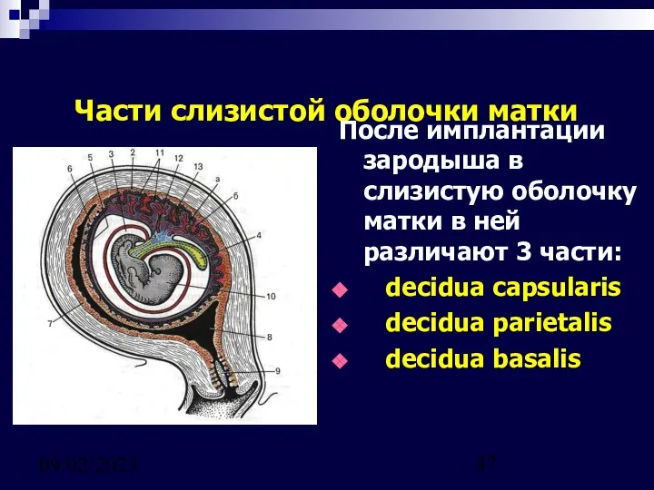 09/02/2023 Части слизистой оболочки матки После имплантации зародыша в слизистую оболочку