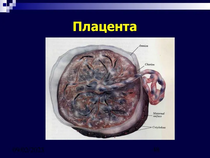 09/02/2023 Плацента