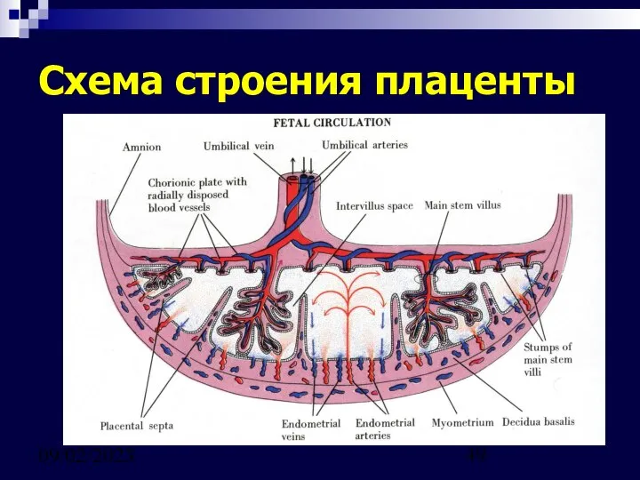 09/02/2023 Схема строения плаценты