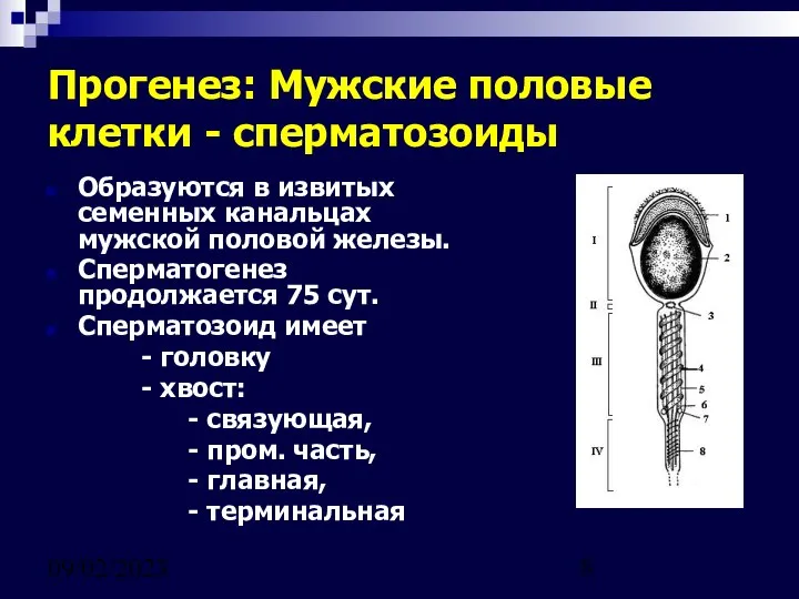 09/02/2023 Прогенез: Мужские половые клетки - сперматозоиды Образуются в извитых семенных