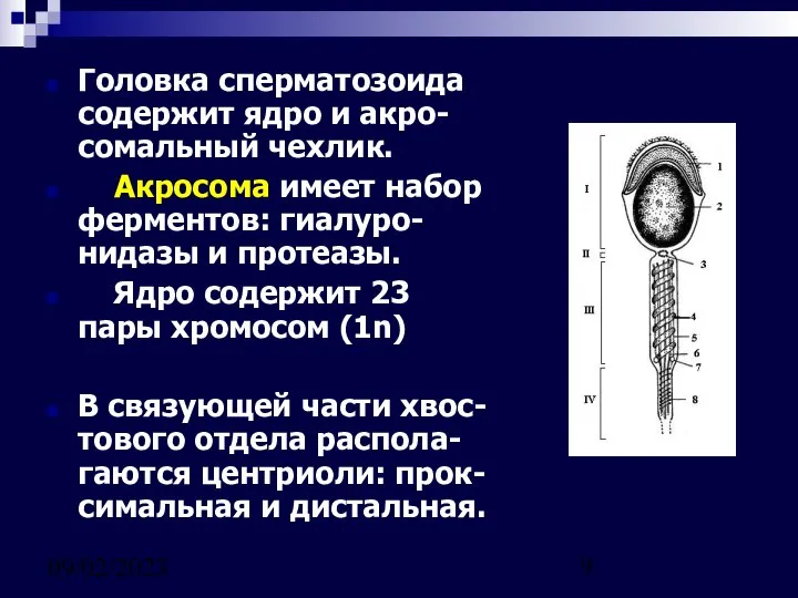 09/02/2023 Головка сперматозоида содержит ядро и акро-сомальный чехлик. Акросома имеет набор