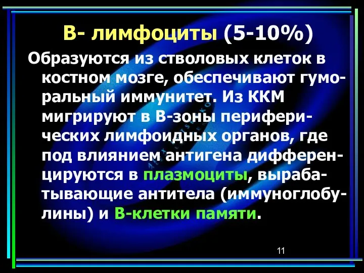 В- лимфоциты (5-10%) Образуются из стволовых клеток в костном мозге, обеспечивают