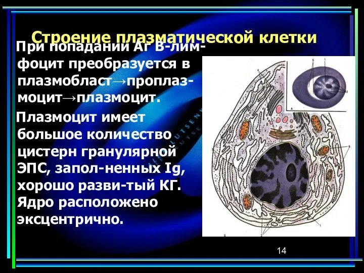 Строение плазматической клетки При попадании Аг В-лим-фоцит преобразуется в плазмобласт→проплаз-моцит→плазмоцит. Плазмоцит