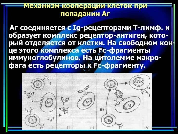 Механизм кооперации клеток при попадании Аг Аг соединяется с Ig-рецепторами Т-лимф.