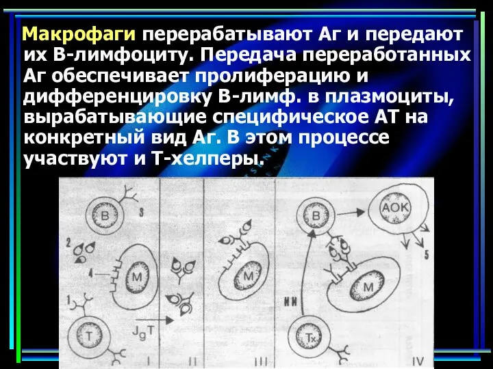 Макрофаги перерабатывают Аг и передают их В-лимфоциту. Передача переработанных Аг обеспечивает