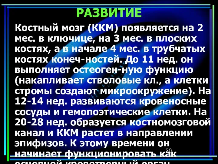 РАЗВИТИЕ Костный мозг (ККМ) появляется на 2 мес. в ключице, на