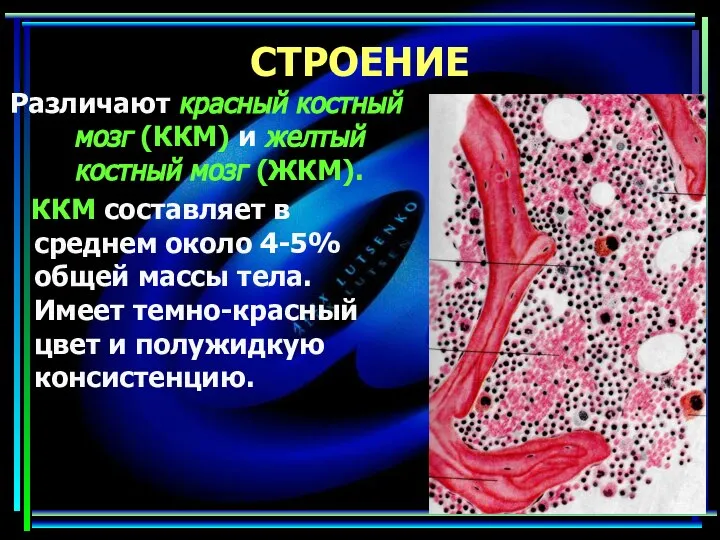 СТРОЕНИЕ Различают красный костный мозг (ККМ) и желтый костный мозг (ЖКМ).