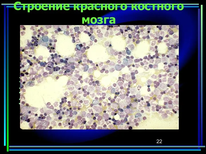 Строение красного костного мозга В состав ККМ входят три основных компонента: Стромальный; Гемопоэтический; Сосудистый.