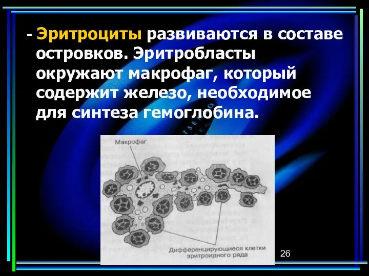 - Эритроциты развиваются в составе островков. Эритробласты окружают макрофаг, который содержит железо, необходимое для синтеза гемоглобина.