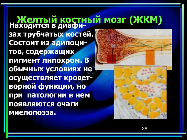 Желтый костный мозг (ЖКМ) Находится в диафи-зах трубчатых костей. Состоит из