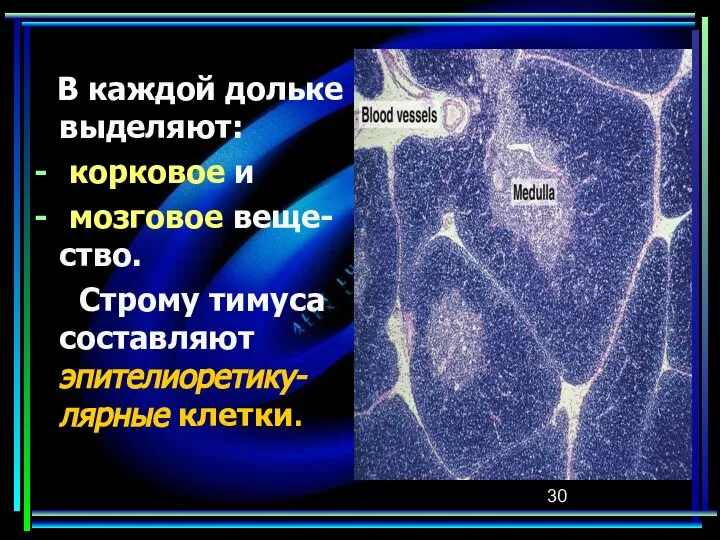 В каждой дольке выделяют: корковое и мозговое веще-ство. Строму тимуса составляют эпителиоретику-лярные клетки.