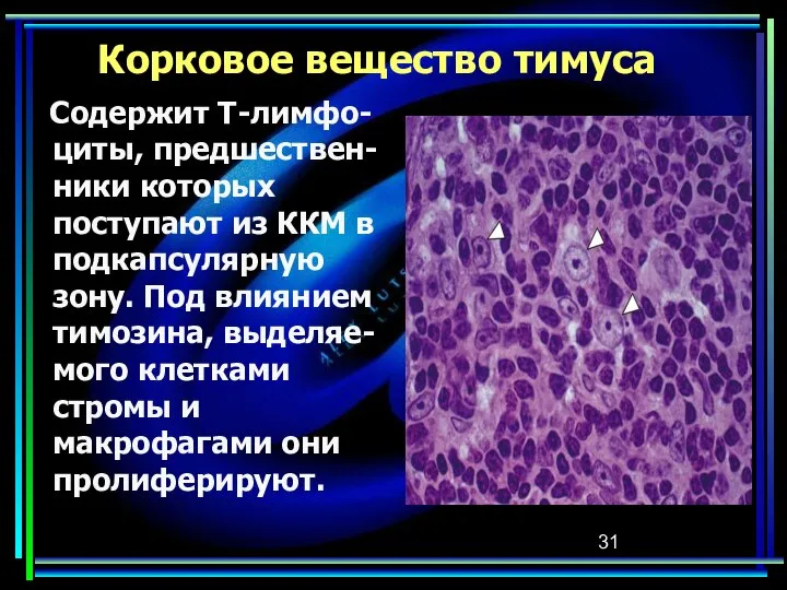 Корковое вещество тимуса Содержит Т-лимфо-циты, предшествен-ники которых поступают из ККМ в