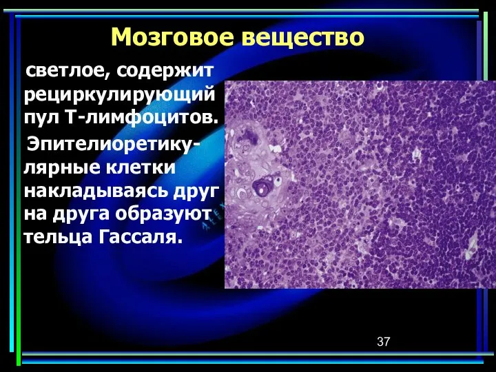 Мозговое вещество светлое, содержит рециркулирующий пул Т-лимфоцитов. Эпителиоретику-лярные клетки накладываясь друг на друга образуют тельца Гассаля.