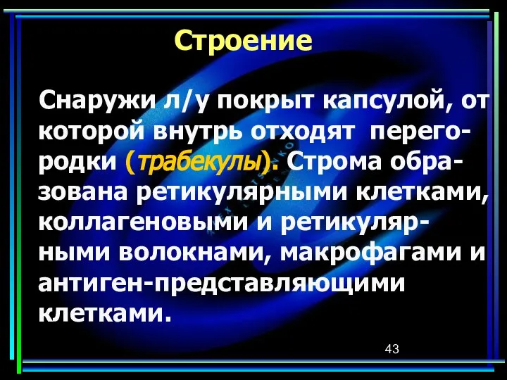 Строение Снаружи л/у покрыт капсулой, от которой внутрь отходят перего-родки (трабекулы).