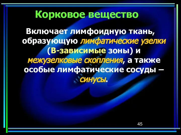 Корковое вещество Включает лимфоидную ткань, образующую лимфатические узелки (В-зависимые зоны) и