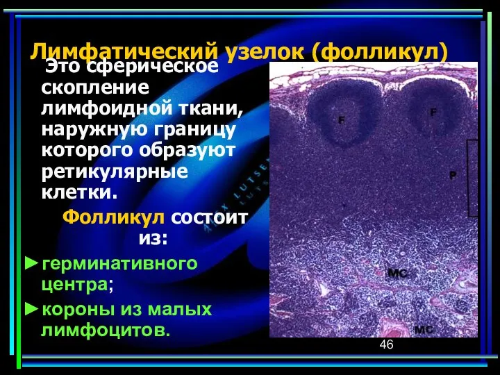 Лимфатический узелок (фолликул) Это сферическое скопление лимфоидной ткани, наружную границу которого