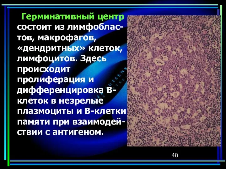 Герминативный центр состоит из лимфоблас-тов, макрофагов, «дендритных» клеток, лимфоцитов. Здесь происходит