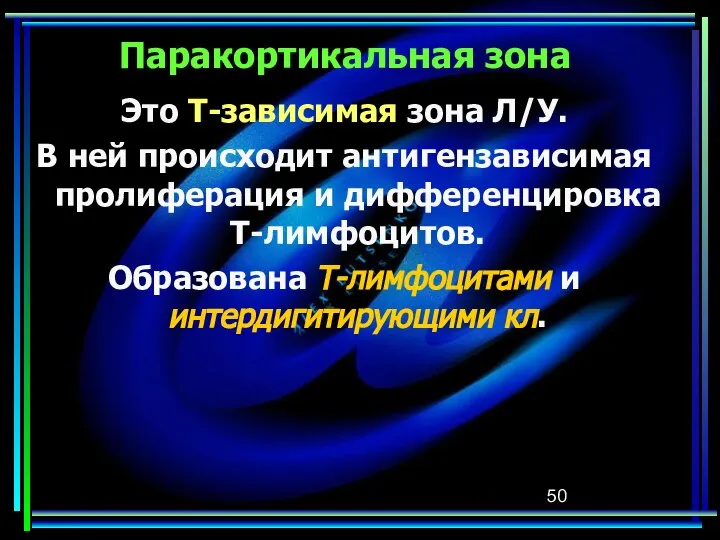 Паракортикальная зона Это Т-зависимая зона Л/У. В ней происходит антигензависимая пролиферация